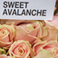 Wimceco - Rozenkwekerij - Sweet Avalanche